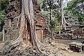 Ta Prohm temple - silk cotton trees rising over the ruins